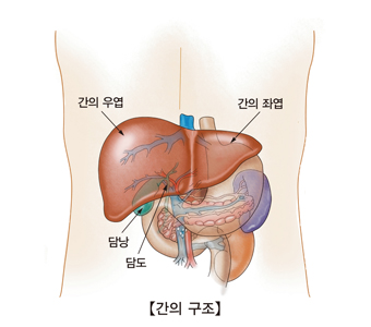 간의 양성 신생물