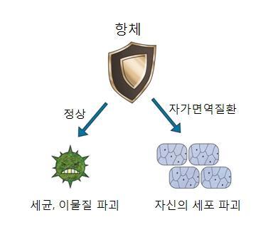 자가면역