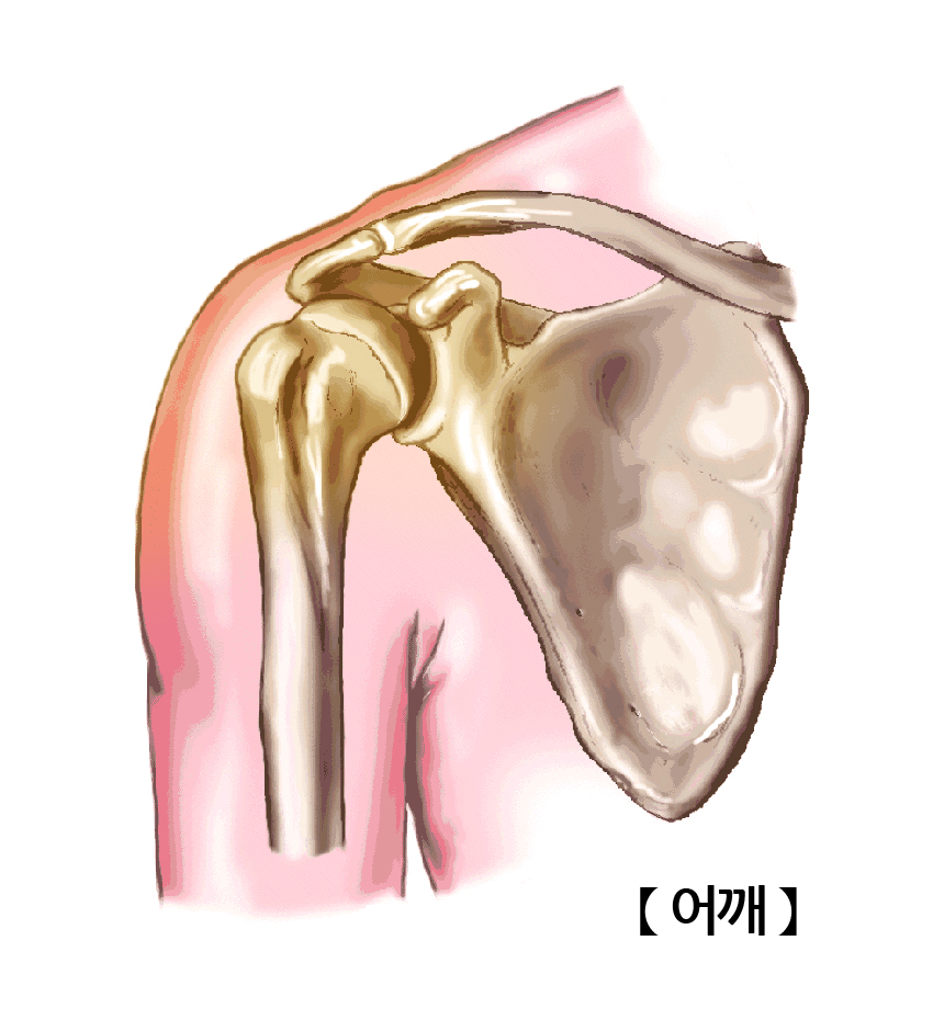 어깨