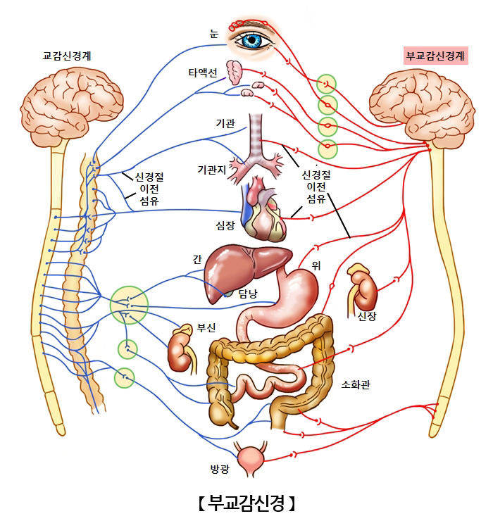 부교감신경