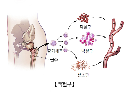 백혈구