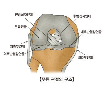 무릎 인대