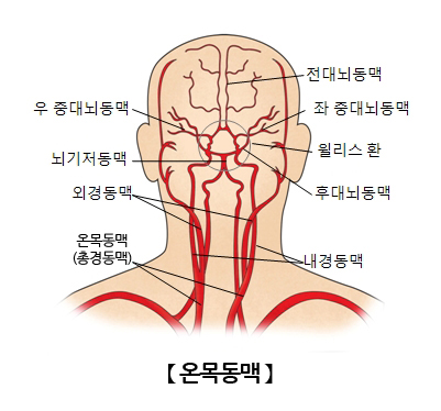 온목동맥