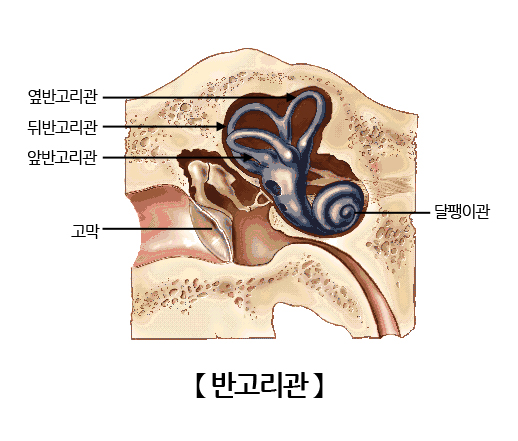 반고리관