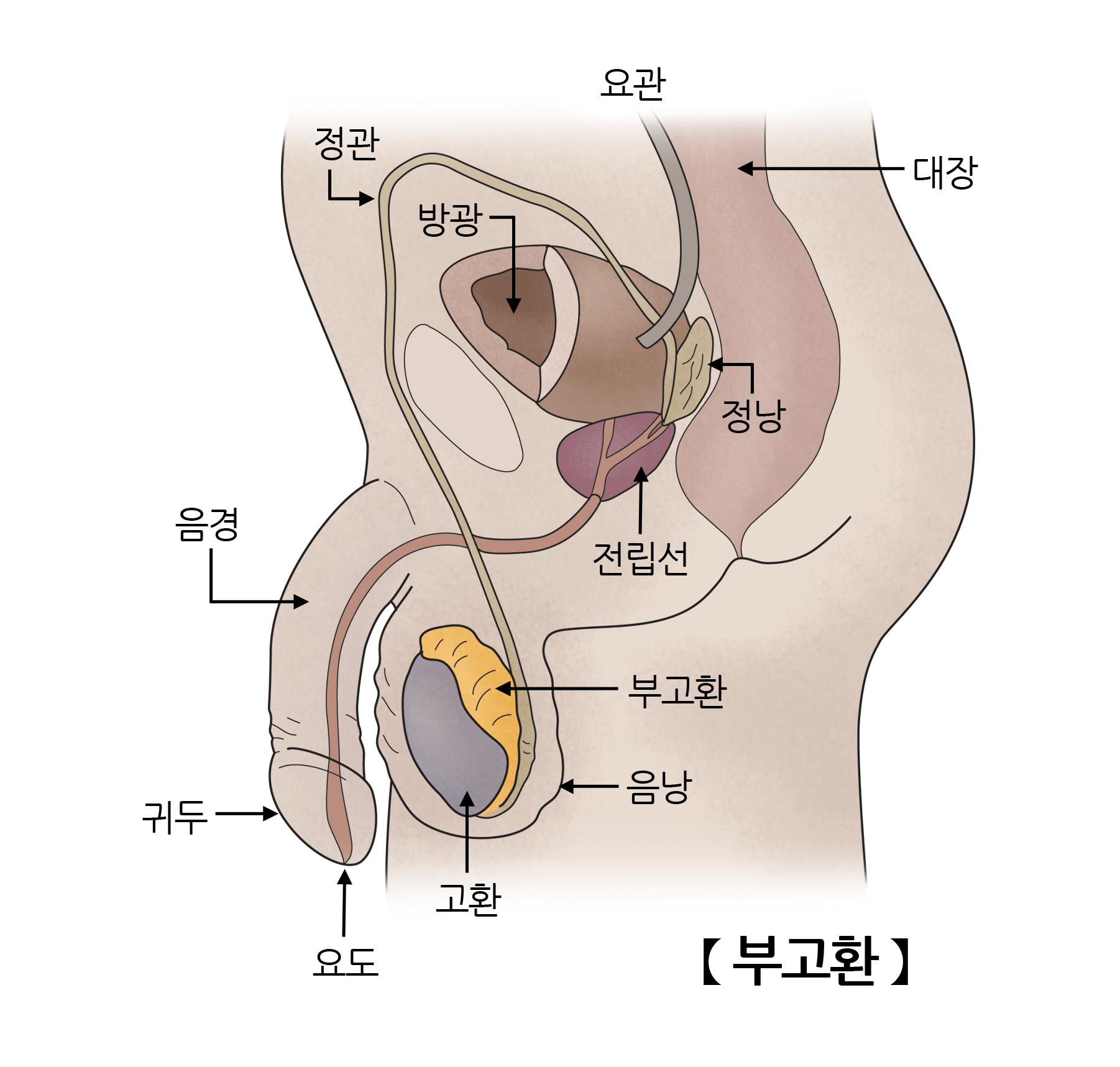 부고환